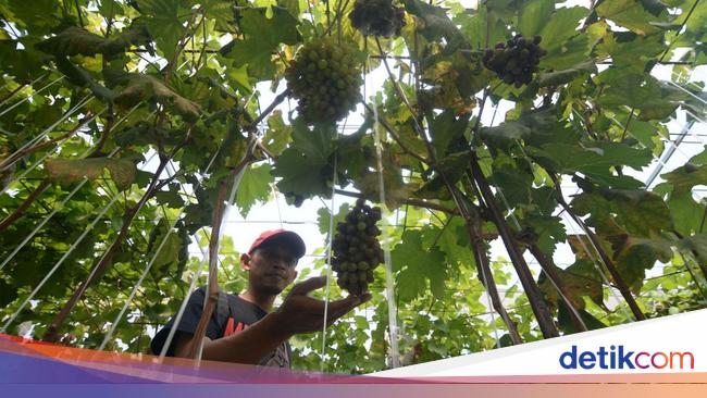 Petualangan Anggur di Kebun Rumah Kaca Klaten