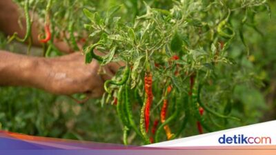 Daerah Sentra Cabai Dilanda Banjir, Petani Alami Kerugian Besar