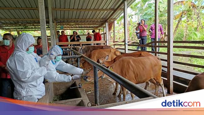 Wabah PMK Meningkat, Bagaimana Nasib Rencana Impor Sapi?