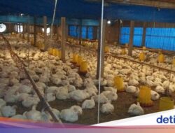 Peternak Ayam Terjepit Domian Perusahaan Integrator yang Mendominasi 80% Pasar