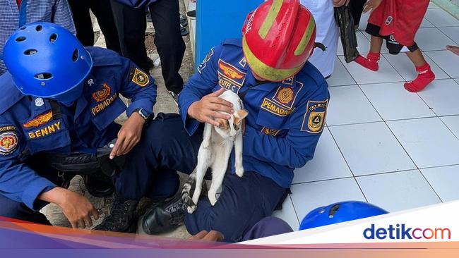 Leher Kucing Terborgol: Guru di Bogor Laporkan Siswa ke Damkar setelah Bercanda